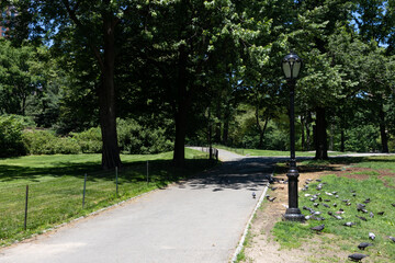 Empty Trail with Green Trees and Plants at Central Park in New York City during Spring with a Street Light