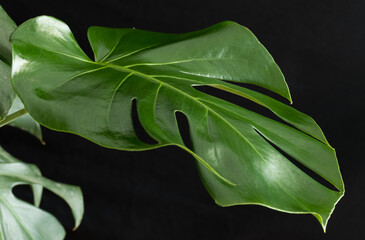 Monstera plant leaf on a black background.