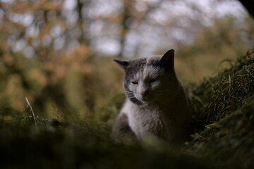 cat resting in the hay on cloudy day