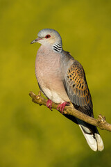 Adorable european turtle dove, streptopelia turtur, sitting on branch in summer. Beautiful bird looking from bough. Colorful pigeon resting on twig during the summertime.