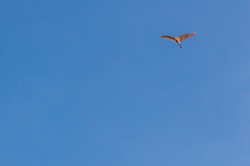 Low angle view of Little Egret (Egretta garzetta) flying against the blue sky