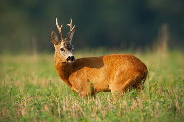Naklejka na ściany i meble Interested roe deer, capreolus capreolus, buck standing on field in summer sunlight. Male animal with antlers observing on grassland from side view. Wild mammal in nature.