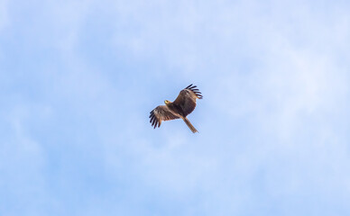Black kite flying against the blue sky