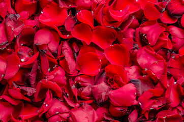 red rose petal for background