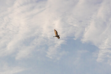Low angle view of Little Egret (Egretta garzetta) flying against the blue sky