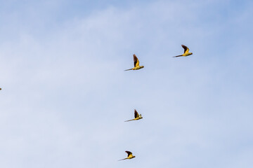 Flock of Rose-Ringed Parakeet flying against blue sky
