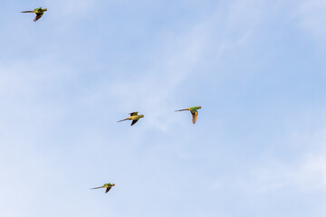 Flock of Rose-Ringed Parakeet flying against blue sky