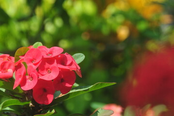 flowerrose, flower, red, garden, nature, pink, plant, green, blossom, beauty, flora, summer, flowers, bloom, beautiful, floral, love, bush, petal, leaf, petals, roses, leaves, macro, bud