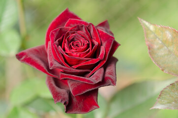 Beautiful red velvet rose closeup and blur background.