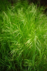 Fototapeta na wymiar Lush green grass grow in a summer field