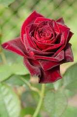 Beautiful red velvet rose closeup and blur background.