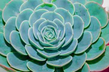 Nature background of succulent echeveria rosettes,Plant commonly known as "hens and chicks"
