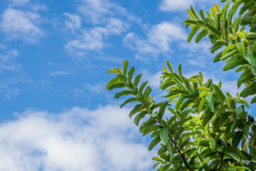 Green Leaf and branch of a guava tree against blue sky with white clouds.