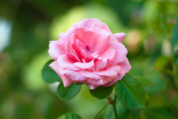 Beautiful pink rose in the garden close-up view with soft light petals. Nature care gardening