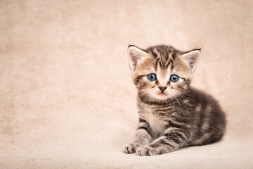 Cute kitten with innocent eyes lying on a beige bedspread with copy space