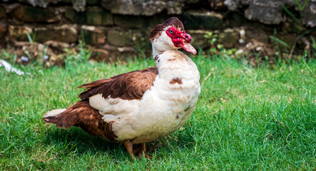 Portrait of Muscovy duck Cairina moschata. Domestic duck. Male Muscovy Duck Drake.