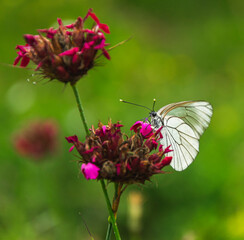 White butterfly on pink flower in meadow