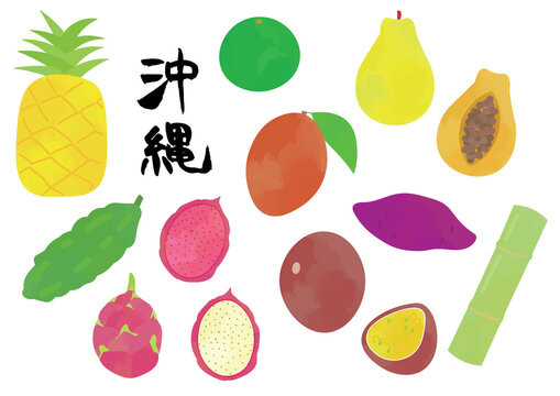 沖縄の農産物のイラストセット