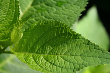 close up of green leaf