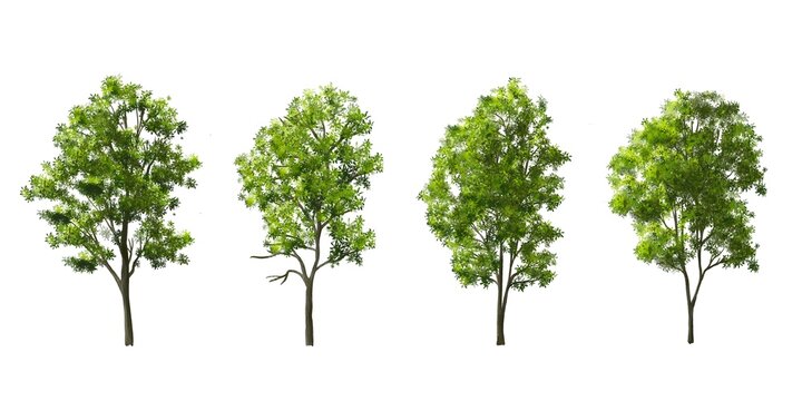 Set of tree side view for landscape and architecture elements
