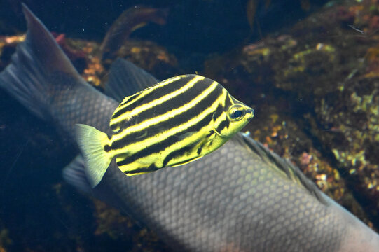 黄色と黒のシマシマ模様が可愛いカゴカキダイの水中を泳ぐ姿