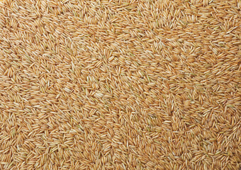 Top view shot of brown rice on white background.