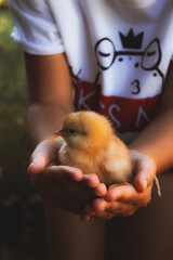 
small yellow chick on the hands of a small girl

