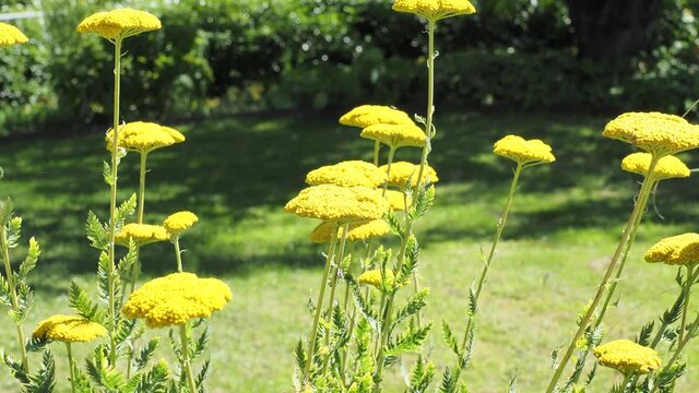 (Achillea filipendulina) Touffes dress&eacute;es d'achill&eacute;es &agrave; feuilles de foug&egrave;re aux minuscules fleurs jaune-or