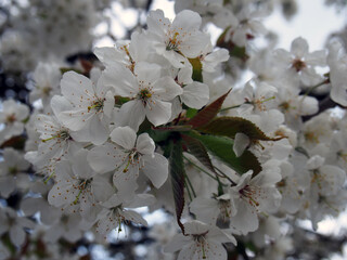 close up of bright white cherry blossom on a tree in full spring bloom