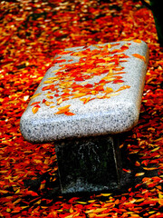 紅葉ベンチ