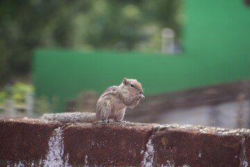  squirrel on the  wall 