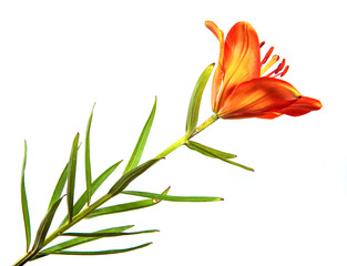 Obraz premium Lily flower Isolated on a white background. Bud of an orange flower of a lily close-up, isolate. Floristics