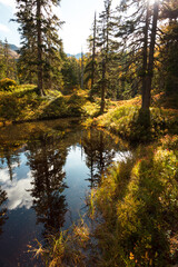 Fototapeta na wymiar Beautiful autumn pine forest