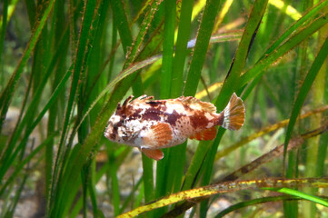 水草の間をゆっくり泳ぐハオコゼの姿