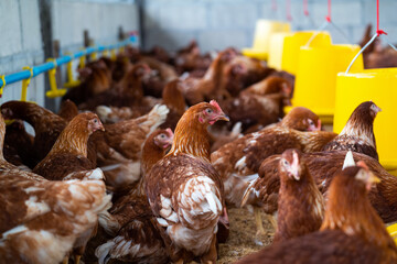 Brown chickens, hens in farm.