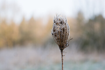 Close-up view of frozen grasses