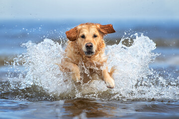 golden retriever dog jumping into water
