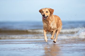 happy dog running on the sea beach