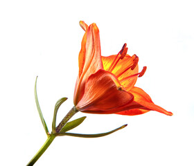 Lily flower Isolated on a white background. Bud of an orange flower of a lily close-up, isolate. Floristics - 362894173