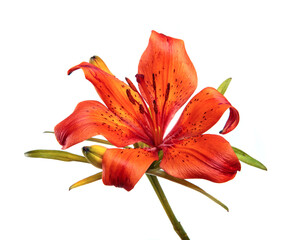 Lily flower Isolated on a white background. Bud of an orange flower of a lily close-up, isolate. Floristics