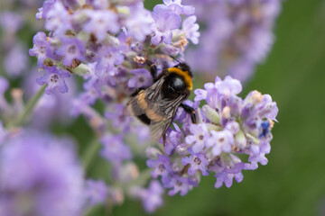 A large bumblebee sits on violet flowers collecting nectar.