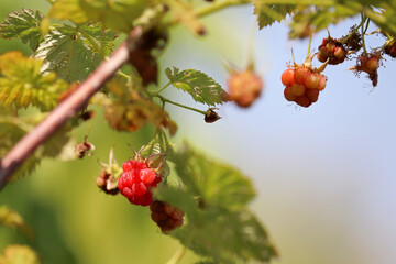 Ripe and unripe raspberries on a branch, selective focus. Red raspberry growing on a green bush in summer