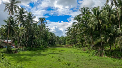 rice field on the tropical island of Bohol