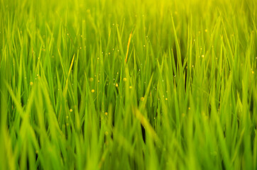 Fototapeta na wymiar rice plant in rice field with drop dew
