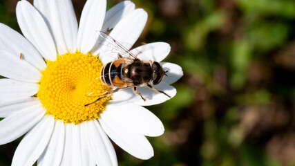 camomile close up with an insect