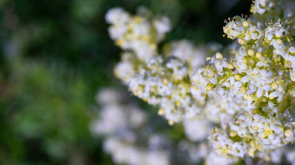 blurred background of white and yellow flowers