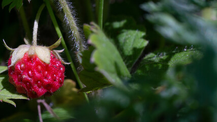 meadow strawberries on a twig