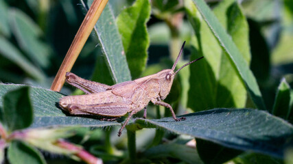 grasshopper on a leaf, background