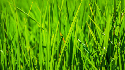 Fototapeta na wymiar Drone view of green and yellow rice field