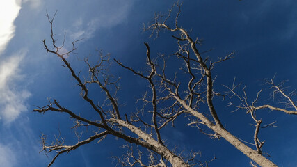 dried, dead tree branches against the blue sky